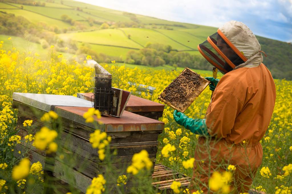 Enjoy a Hive of Activity at Quince Honey Farm.