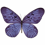 Butterfly3