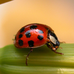 Ladybird