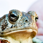 Toad