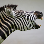 Zebra