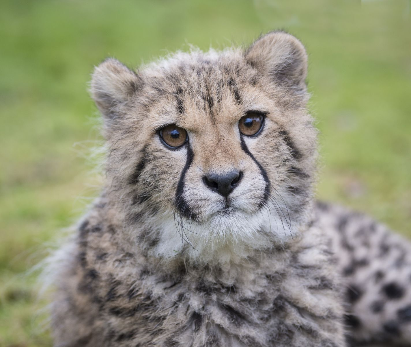 Big Cat Sanctuary Lodges Big Cat Sanctuary Lodges
