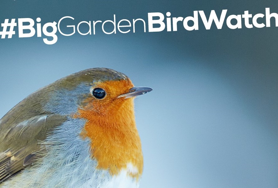 Big Garden Birdwatch