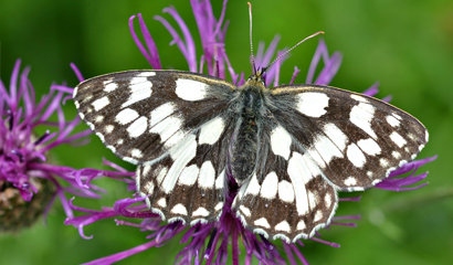 Join the Big Butterfly Count