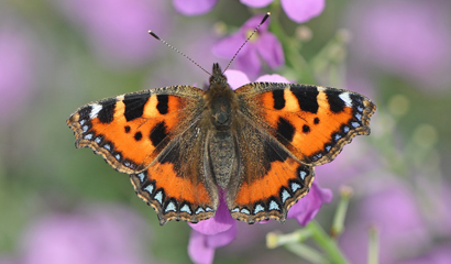 The Big Butterfly Count