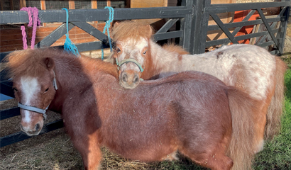 Cogges Manor Farm in Witney