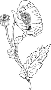 list item